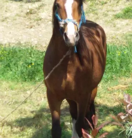 Alloggio per agriturismo Sapori Di Bea