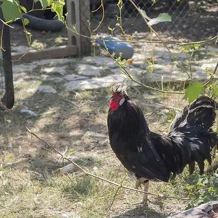 Farm stay Sapori Di Bea Abbateggio