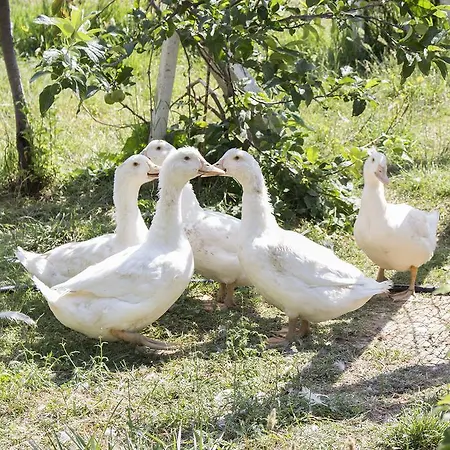 Sapori Di Bea *