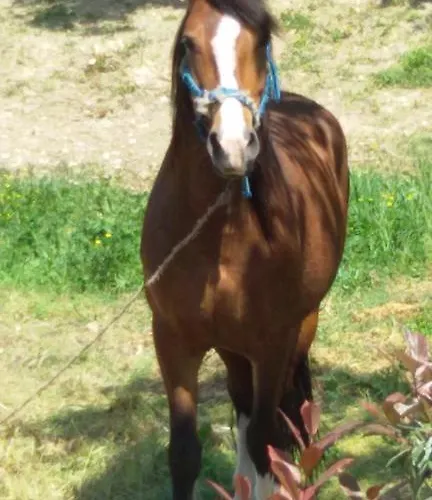 Farm stay Sapori Di Bea